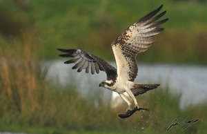 Osprey
